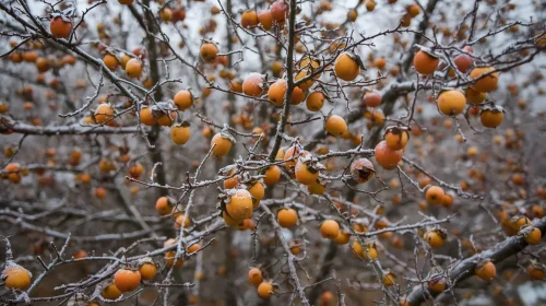 霜降之時，陽氣漸收、陰氣漸盛，此時養生要點在於養脾胃、潤肺氣、調肝腎，以順應自然變化。